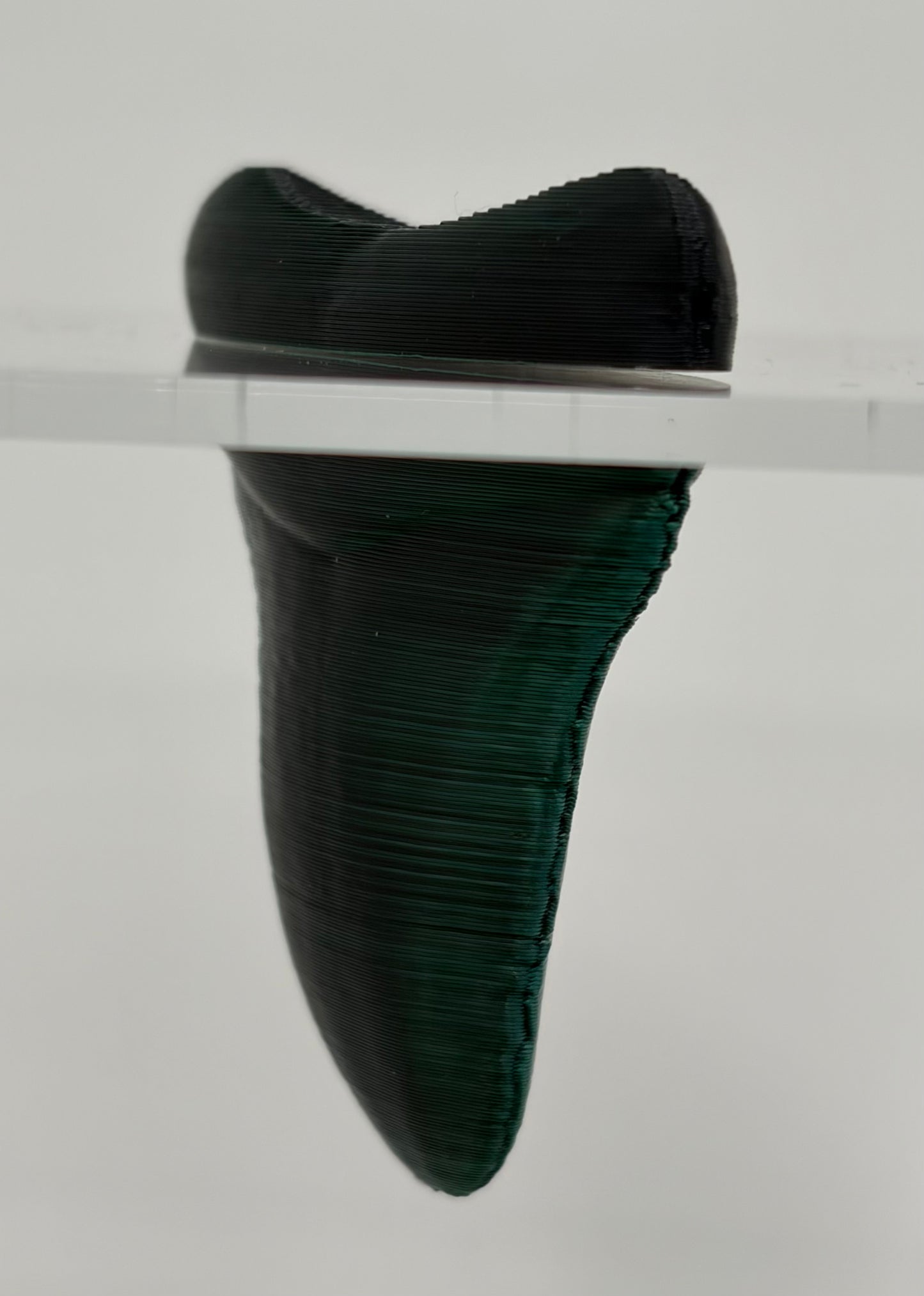 "Hatcessories" Megalodon Tooth