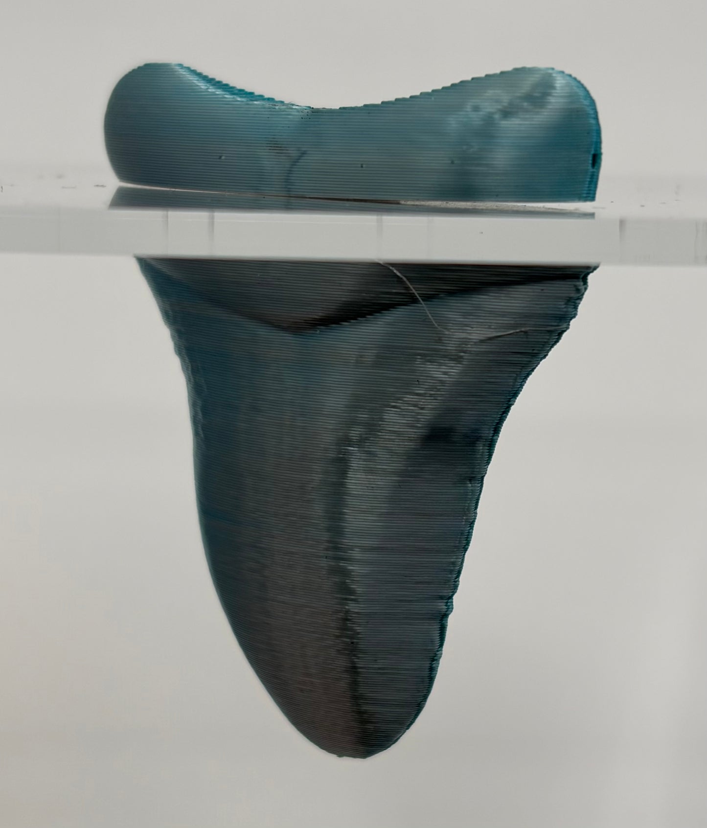 "Hatcessories" Megalodon Tooth