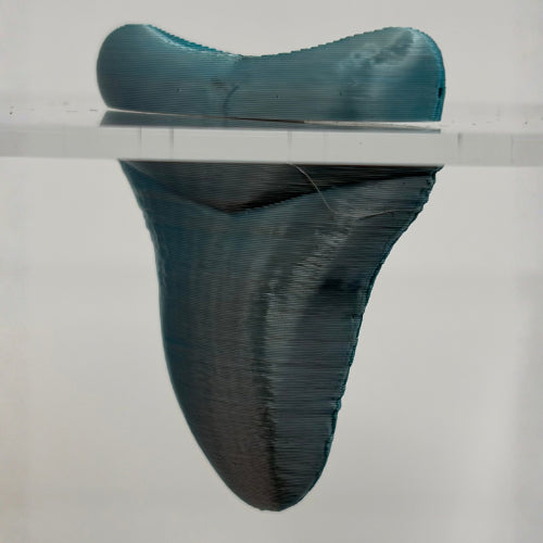 Magnetic Megalodon Tooth