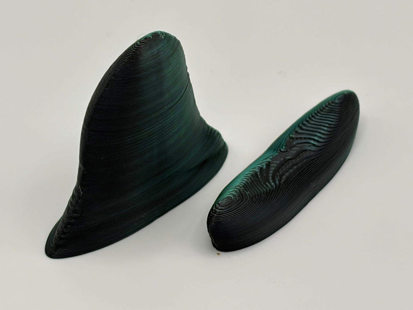 Magnetic Megalodon Tooth
